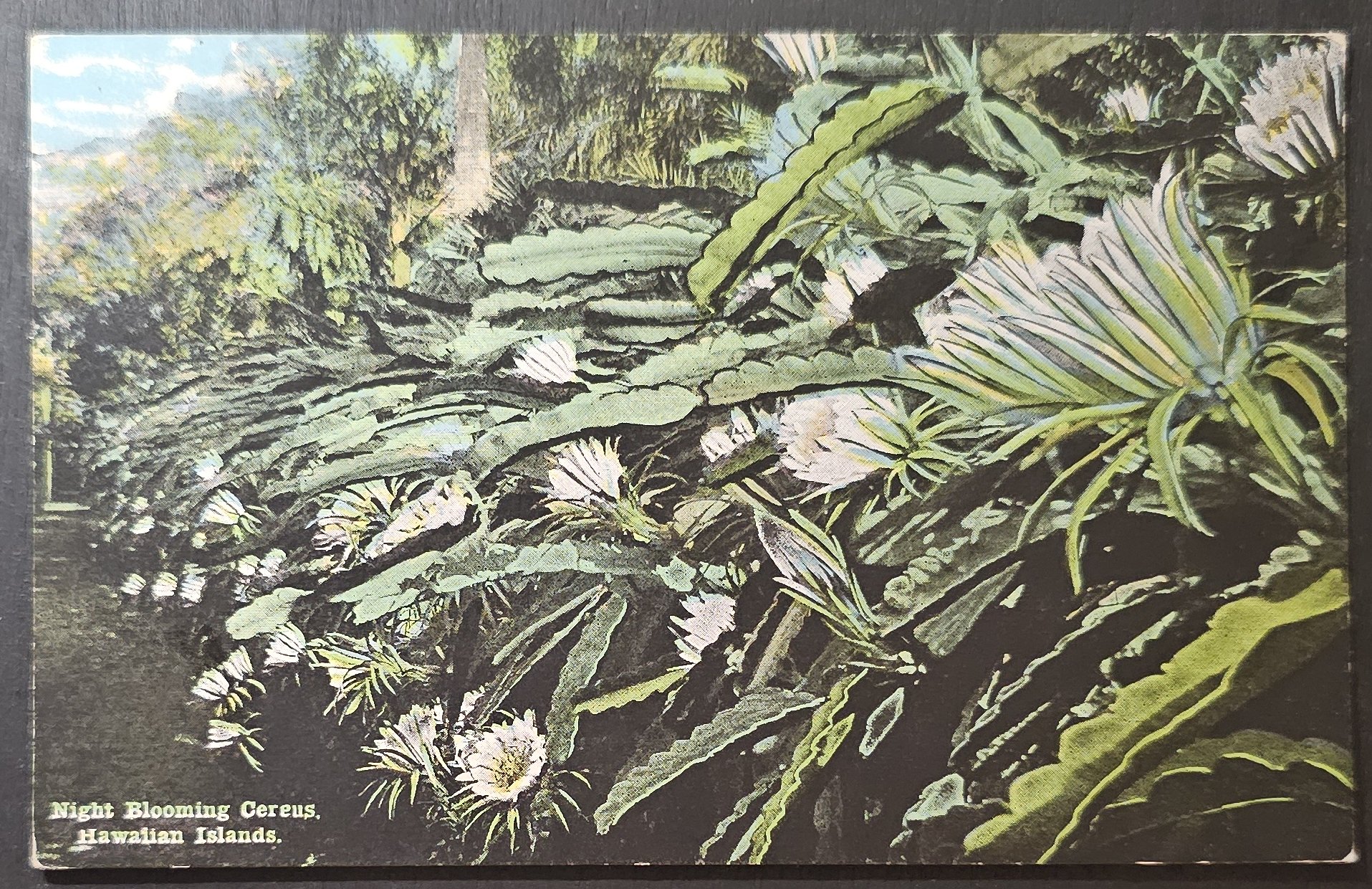 (image for) postcard USA - HI - Hawaii #0035